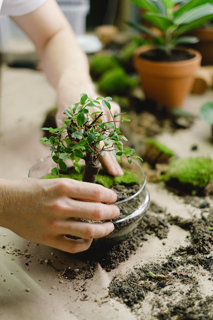 Hands potting a bonsai in a glass bowl, showcasing a creative indoor gardening method.