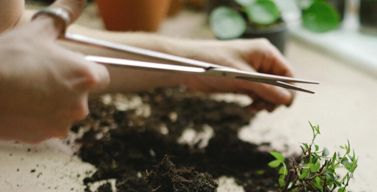 Hands pruning a plant with soil on a table, perfect for gardening enthusiasts.