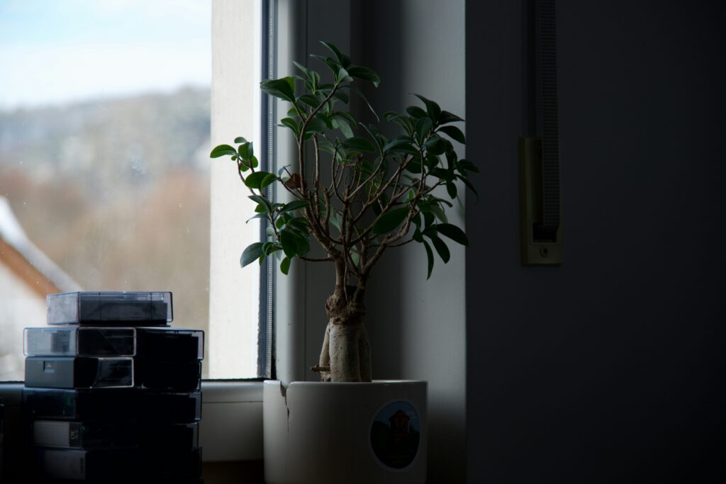 Indoor bonsai shelf with good spacing bonsai tree in a window