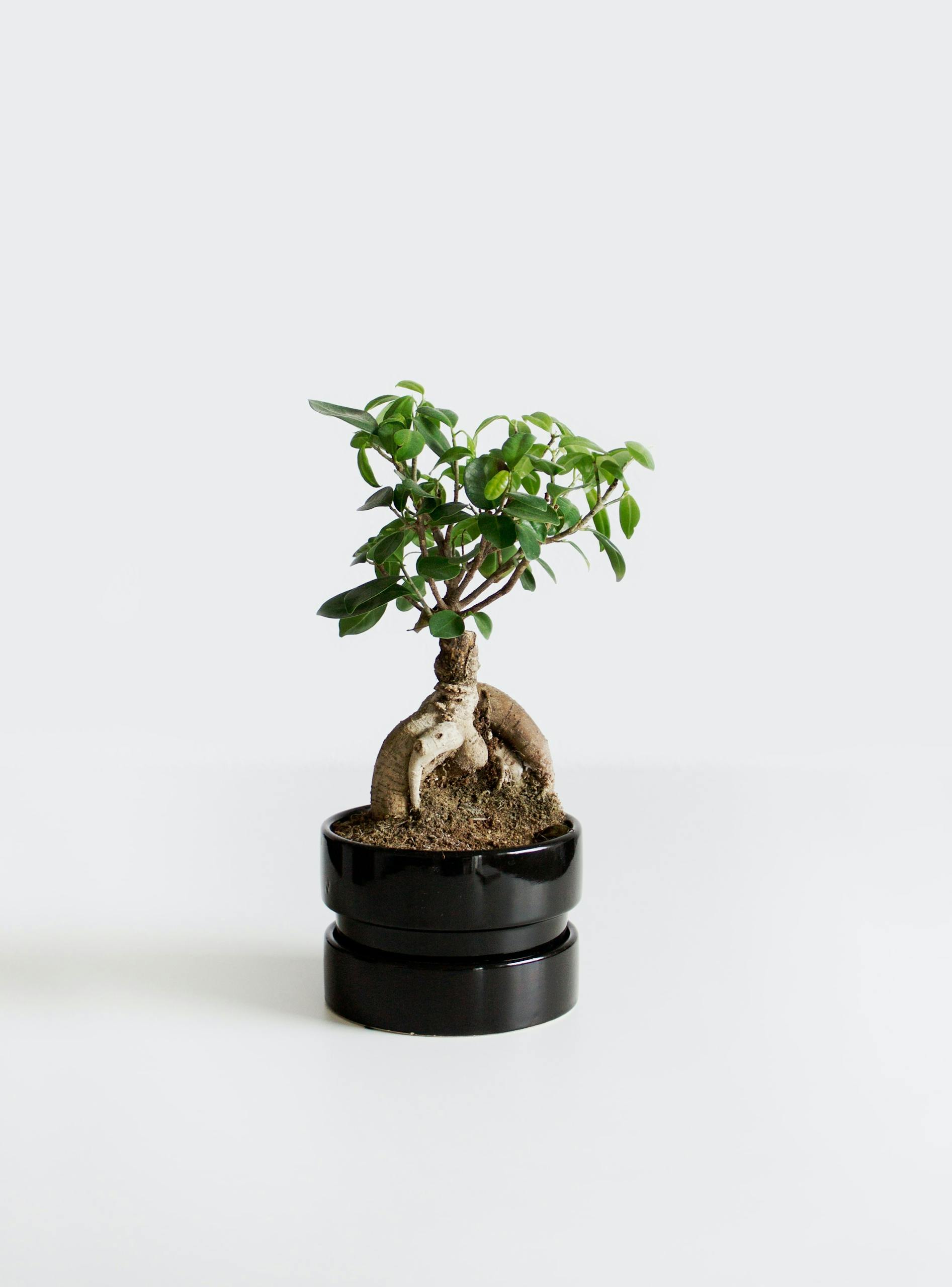 Minimalist photo of a small bonsai tree in a sleek black pot on a white background.