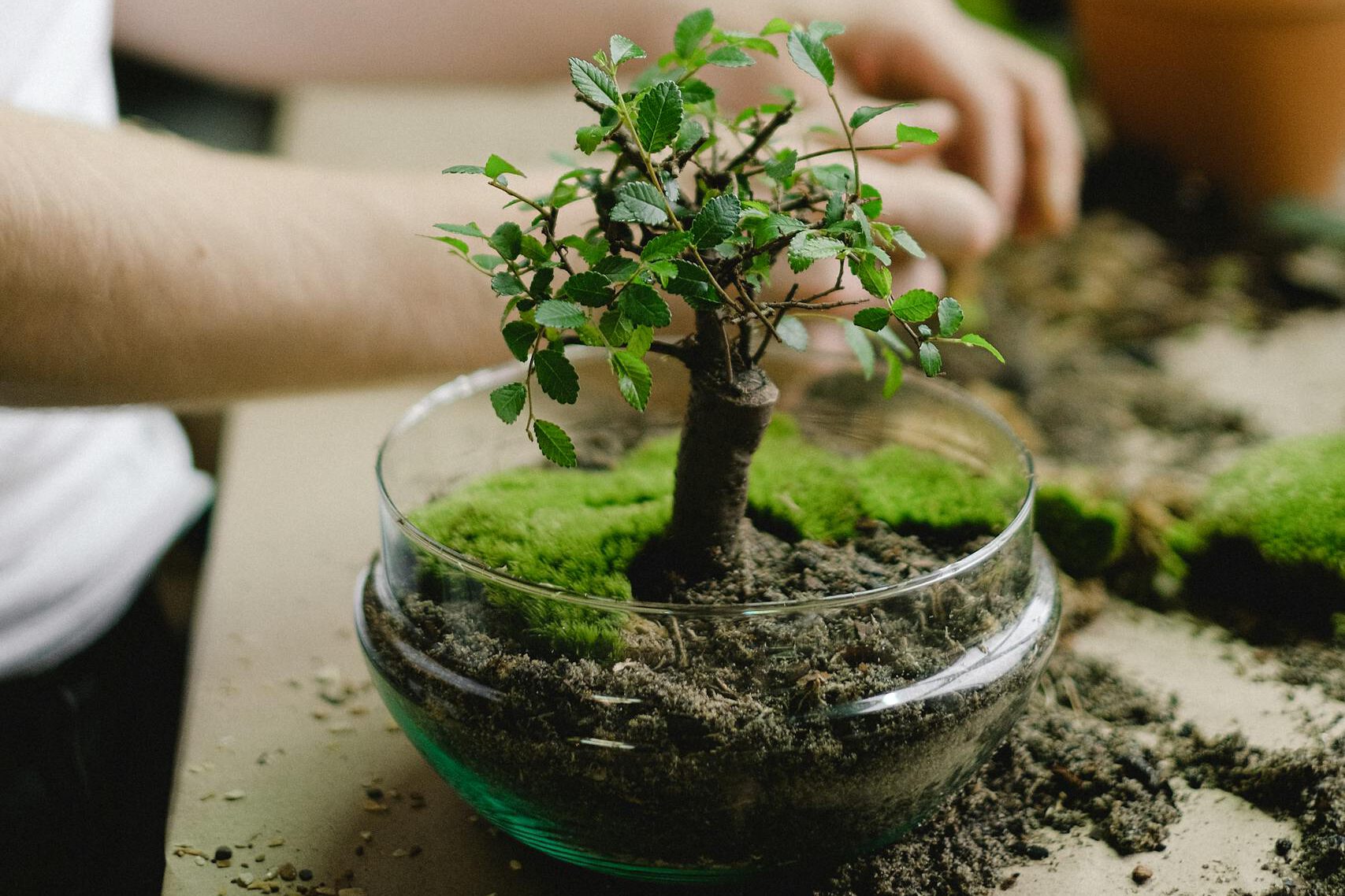Person tending to a bonsai tree in a glass bowl, surrounded by gardening materials indoors.