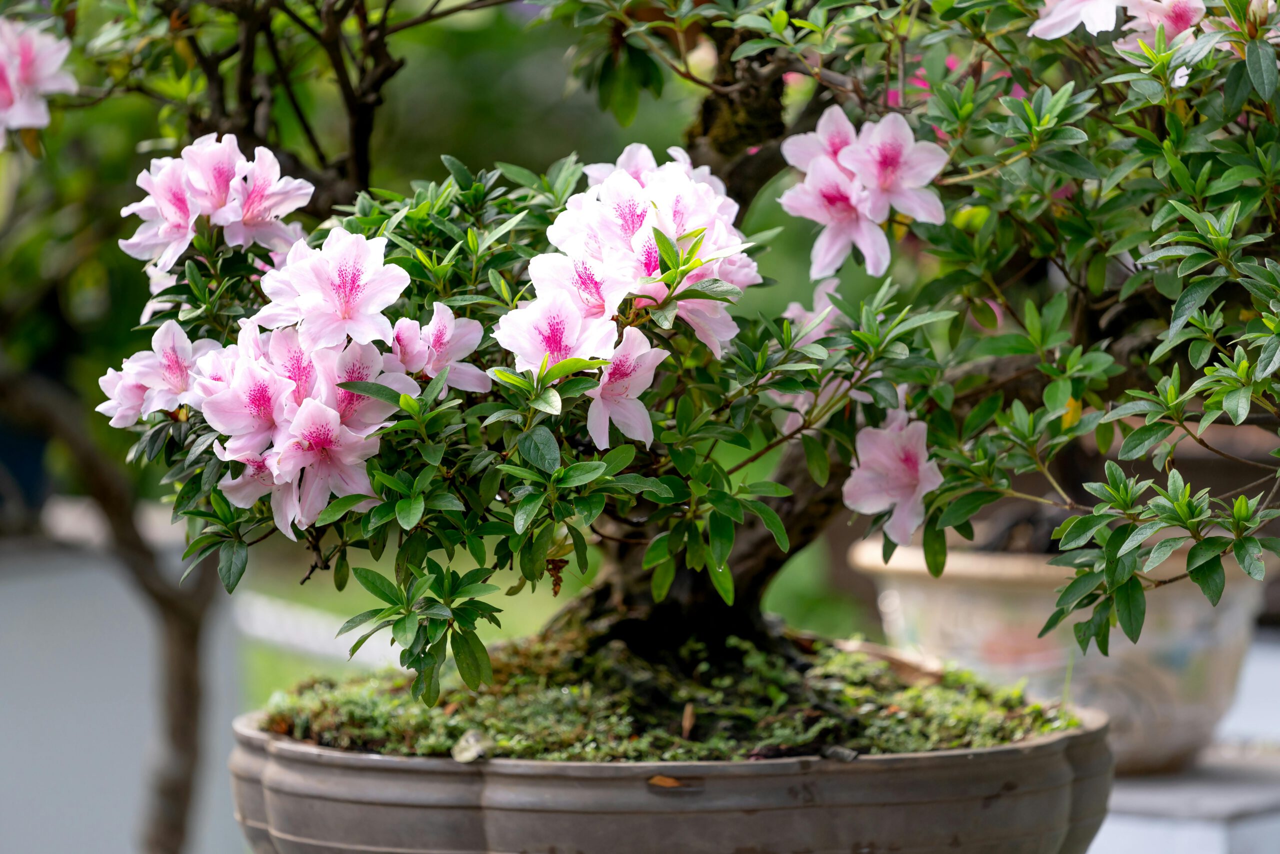 azalea bonsai with pink flowers outdoors close up