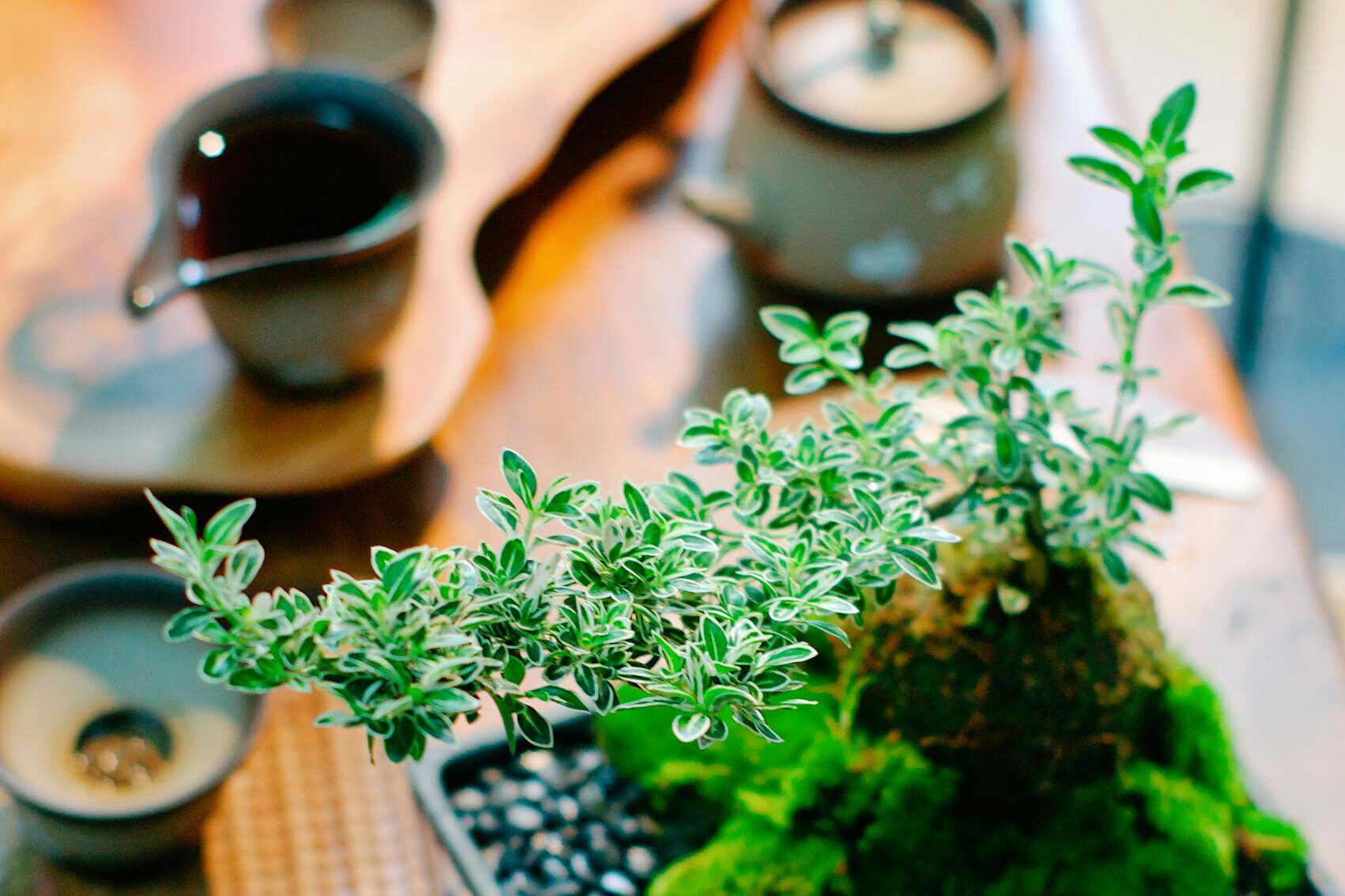 Serene bonsai arrangement with tea set creating a peaceful ambiance on wooden table.