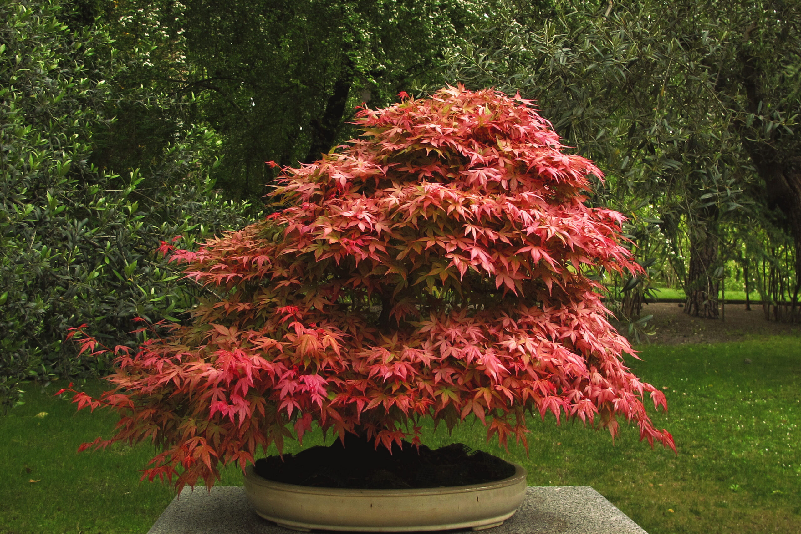 large outdoor japanese maple tree